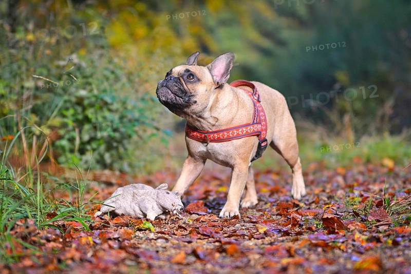 Cute fawn French Bulldog dog waiting for plush rat toy to be thrown in autumn forest