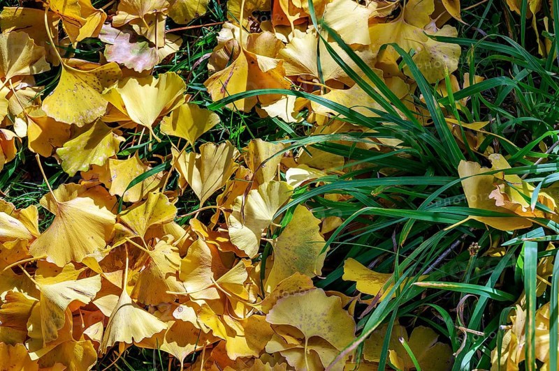 Autumn ginkgo