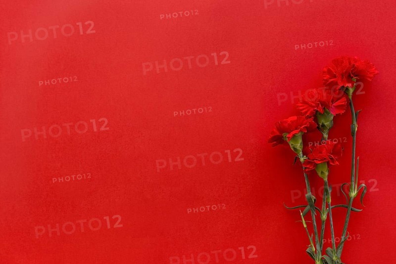 Top view carnation flowers against bright red background with copy space. Resolution and high quality beautiful photo