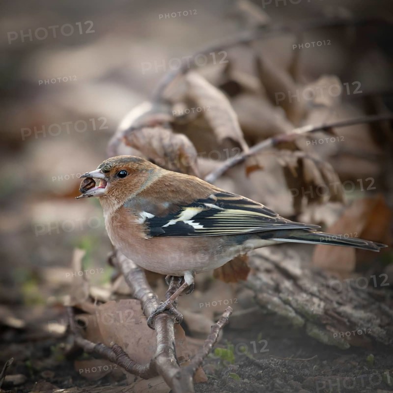 Common chaffinch