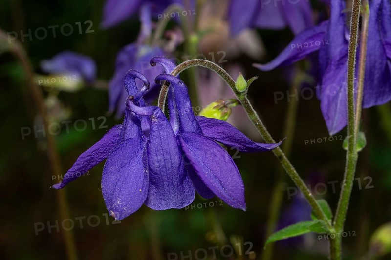 Wood columbine open purple flower