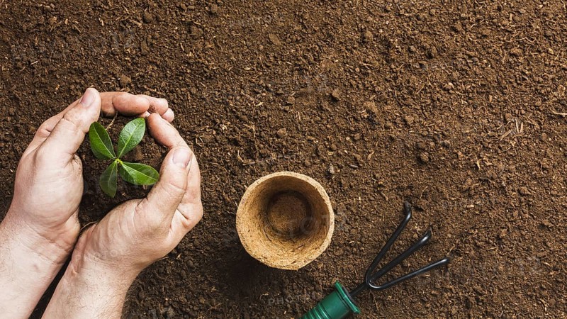 Top view gardener planting. Resolution and high quality beautiful photo