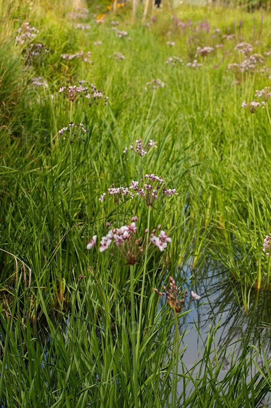 Swan flower several flowering plants at water ditch in green meadow