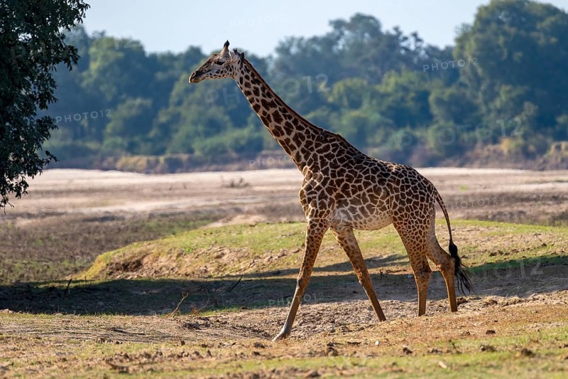 Rhodesian giraffe