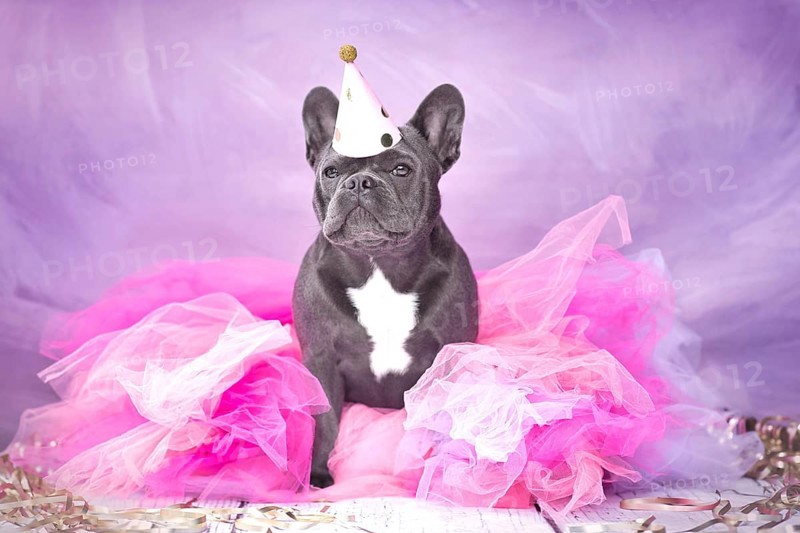 Cute French Bulldog dog wearing party hat and pink tutu skirt