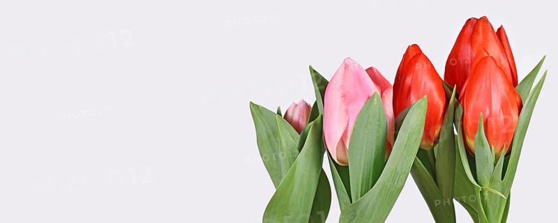 Web banner with red and pink tulip spring flowers
