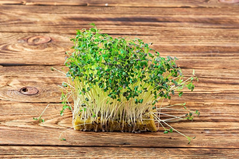 Fresh microgreens. Sprouts of mizuna on wooden background