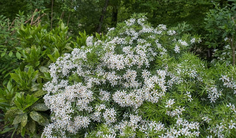 Orange blossom