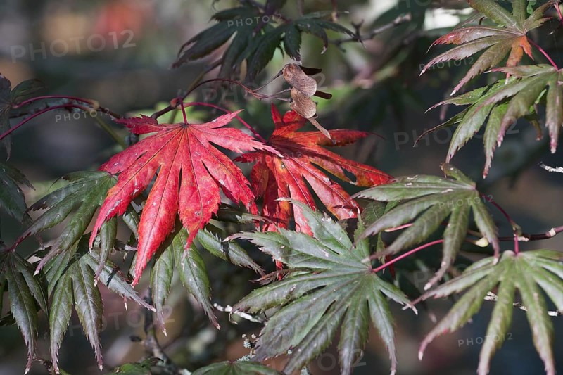 Japanese fan maple