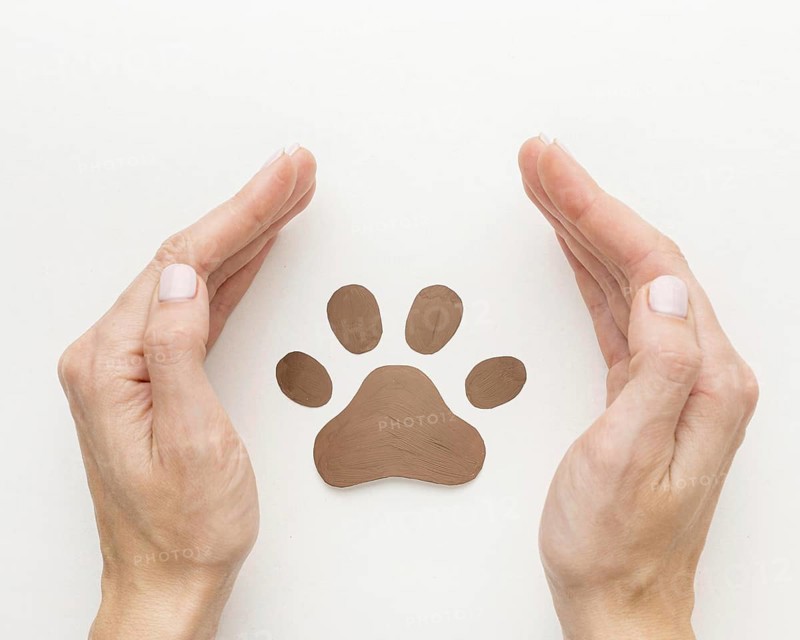 Top view of hands protecting paw print for animal day. Resolution and high quality beautiful photo