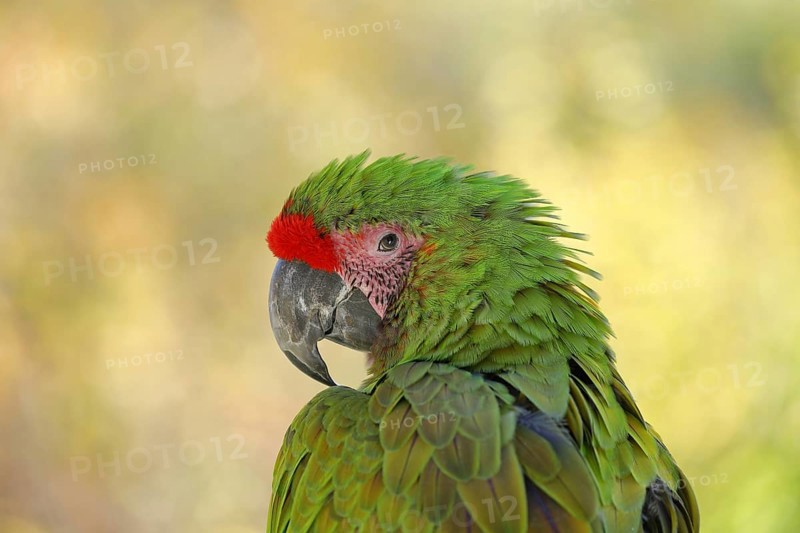 Great green macaw