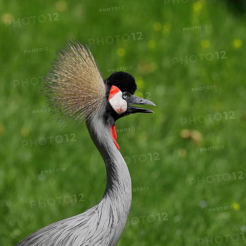 Black crowned crane