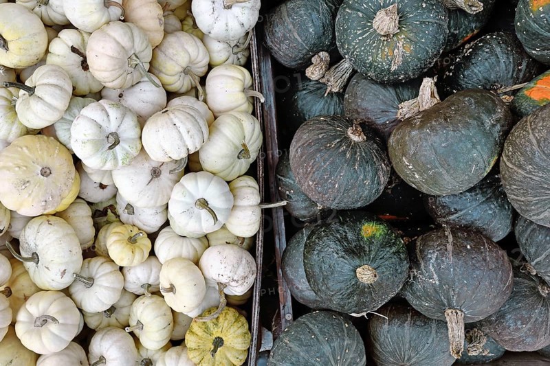Mix of white Baby Boo pumpkins and dark green Kabocha squashes