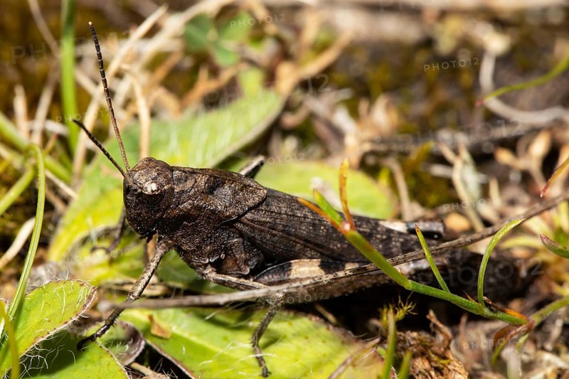 Red-winged snare-cricket sitting on ground looking left