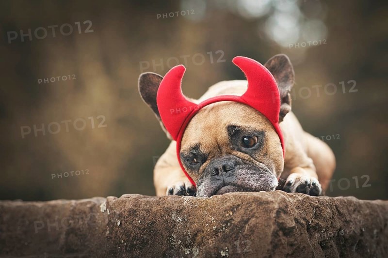 Cute French Bulldog dog wearing Halloween costume with red devil horns and tail
