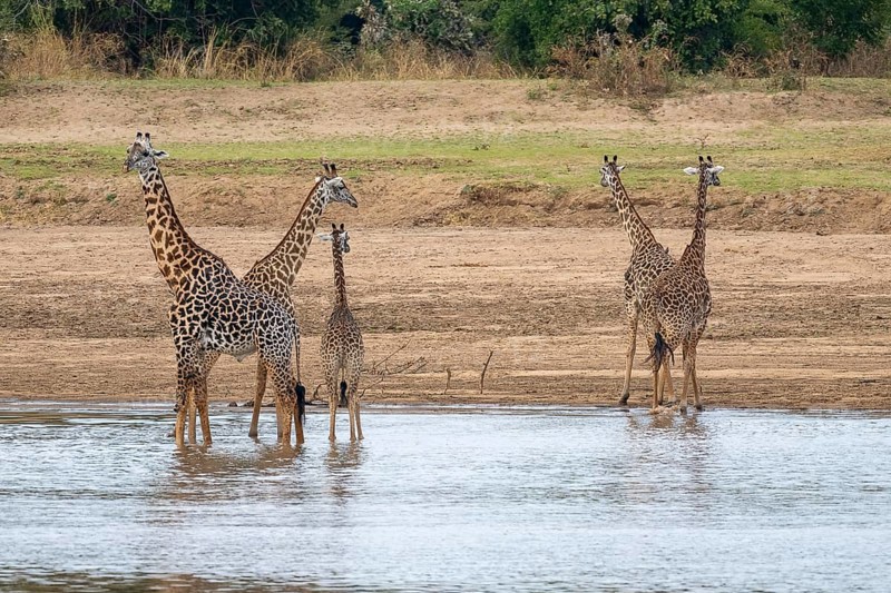 Rhodesian giraffe