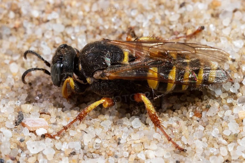 Large fly spider wasp sitting on sandy bottom seen on left side