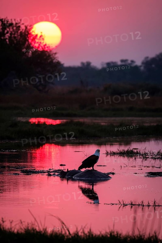 Fish eagle