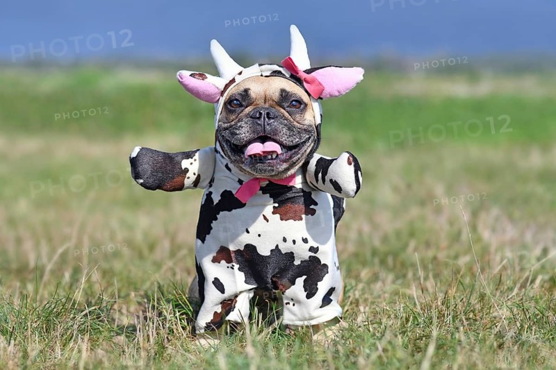 Cute happy French Bulldog dog wearing a funny full body Halloween cow costume with fake arms