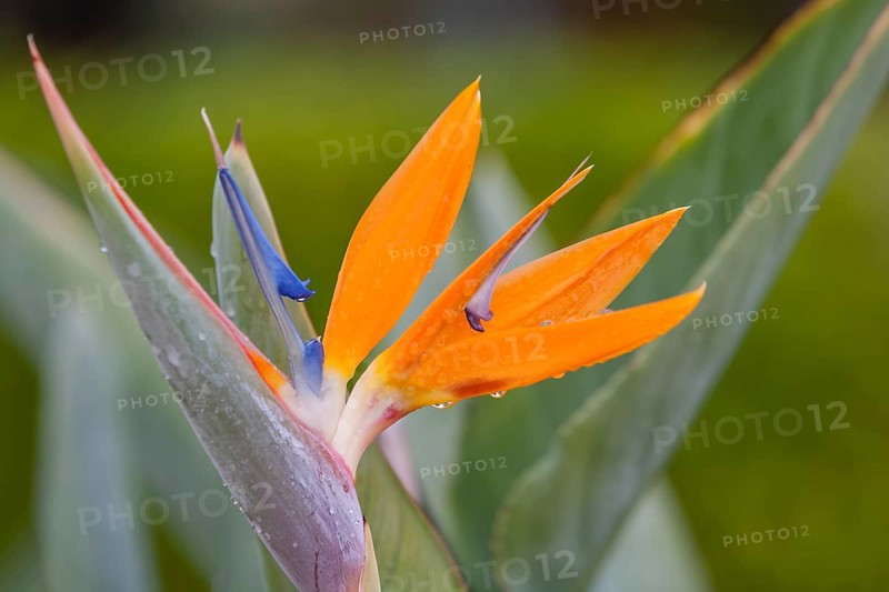 Strelitzia