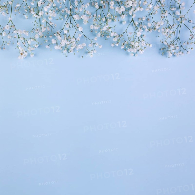 Top border made with white baby s breath flowers blue background. Resolution and high quality beautiful photo