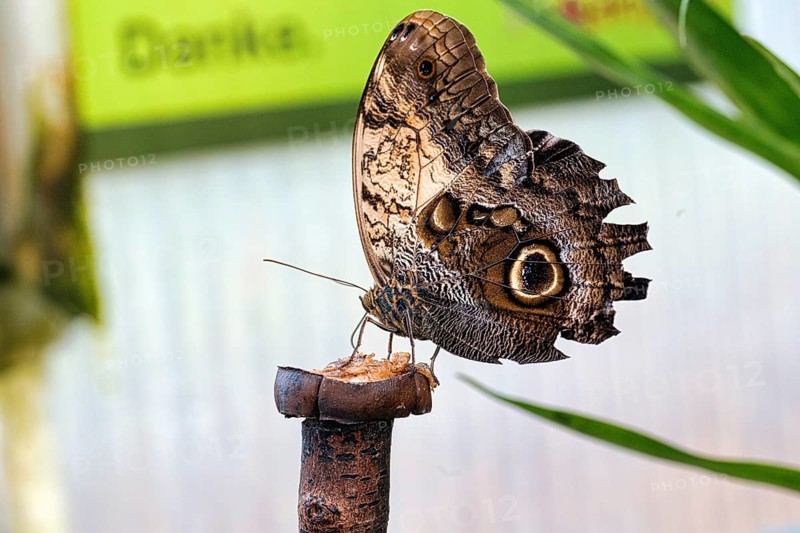 Owl butterfly