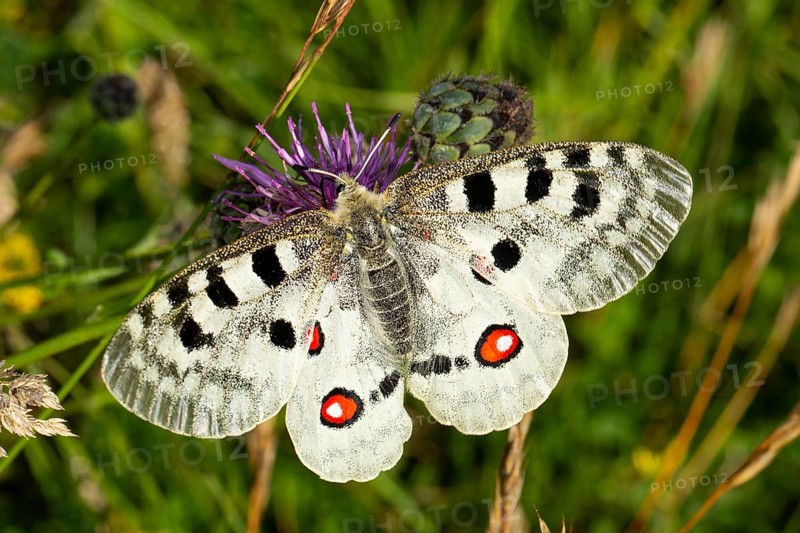 Apollo butterfly with open wings sitting on purple flower from behind