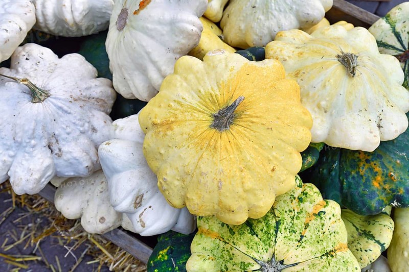 Yellow Pattypan summer squash with round and shallow shape and scalloped edges