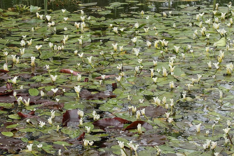 Cape-pondweed