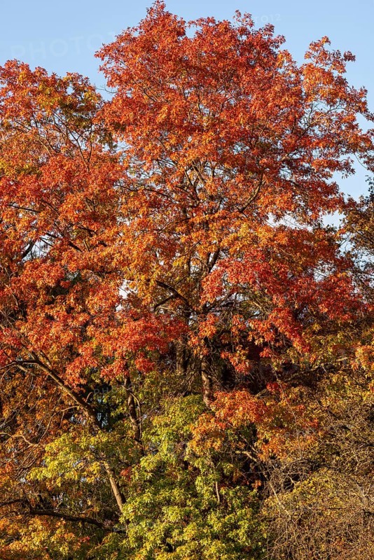 Leaves of a red oak in autumn