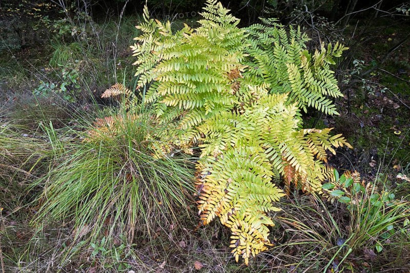 Royal fern