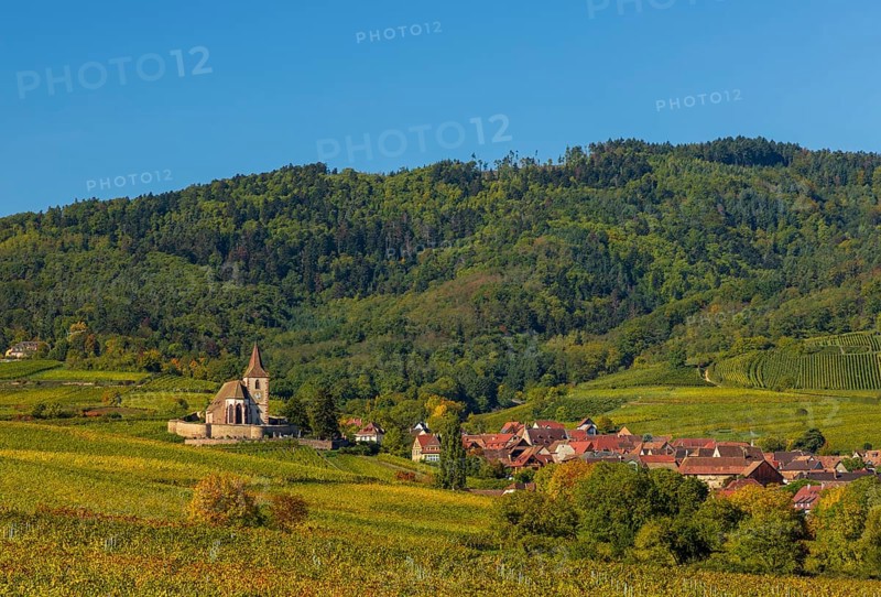 Autumn vineyards in Alsace
