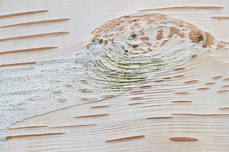 Himalayan birch