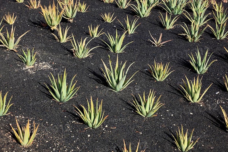 Aloe Vera Plantation at Orzola
