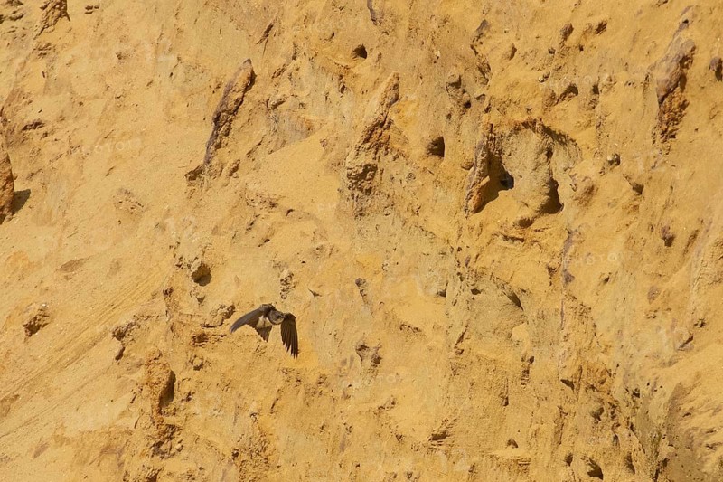 Sand martin flying right looking in front of sand wall with breeding holes