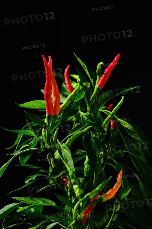 Macro photo of red thai chili pepper