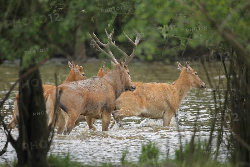 Pere david's deer