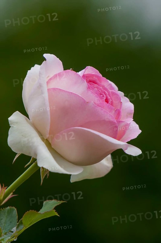 Rose blossom