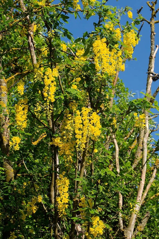 (Laburnum) tree with a few flower panicles with several open yellow flowers against a blue sky