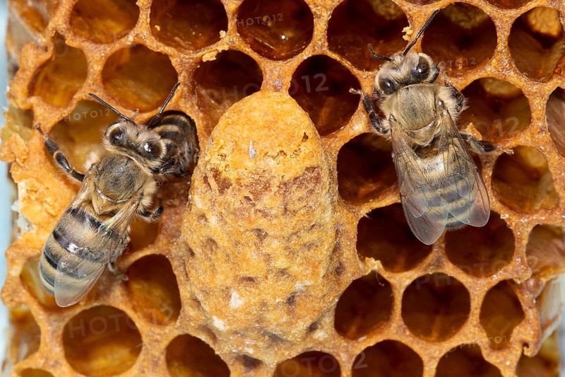 Honey bee two animals sitting on comb next to queen cell from behind