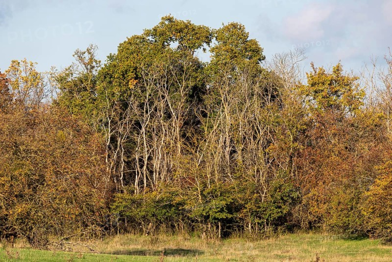 Withered trees