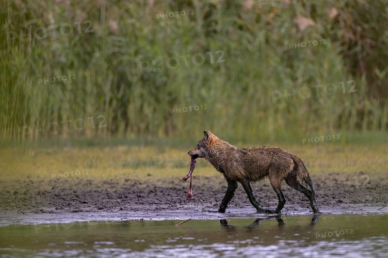 European gray wolf