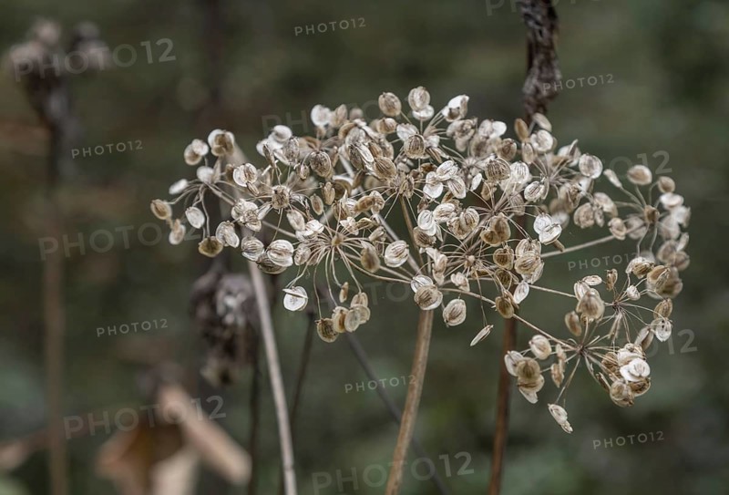 Wild angelica