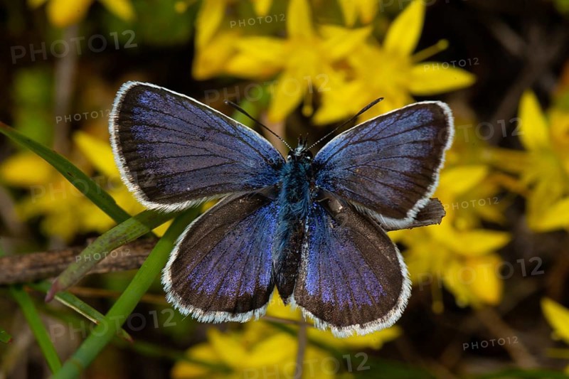 Silver-studded blue