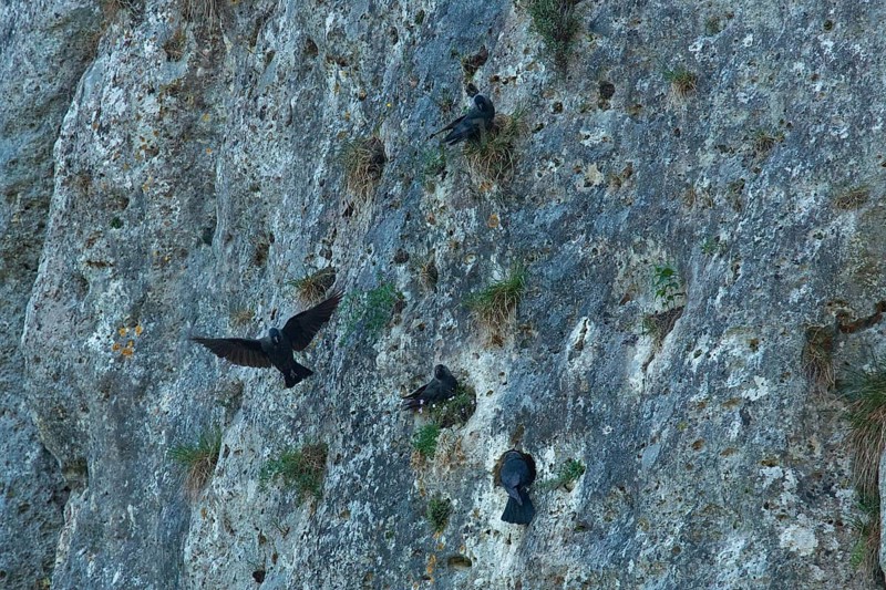 Jackdaw four birds sitting in rock face and flying seeing differently