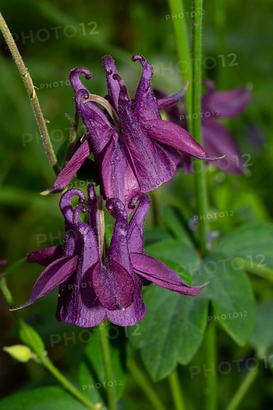 Wood columbine two open purple flowers on top of each other