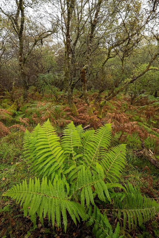 Forest with ferns in autumn