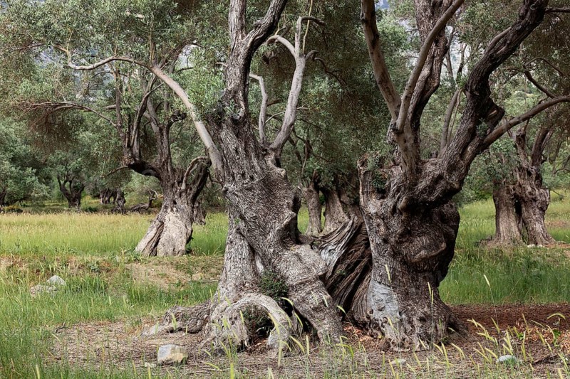 Old olive trees