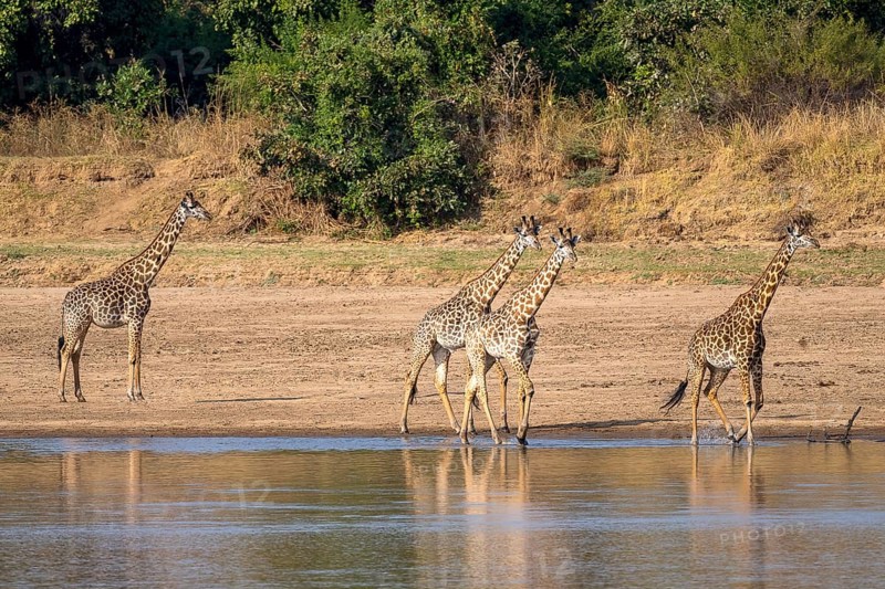 Rhodesian giraffe