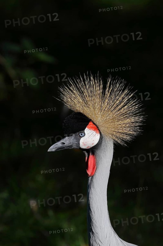 Black crowned crane